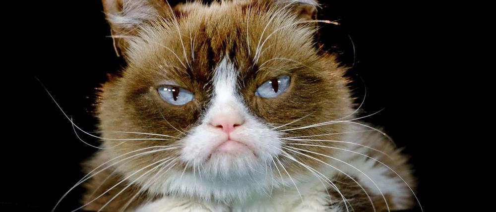 „Grumpy Cat“: Die US-Katze, die durch ihr stets mürrisches Gesicht 2012 zur Internet-Sensation wurde, ist tot.