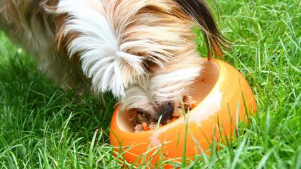 Dose auf, Futter in den Napf: Einen Hund gut zu ernähren, ist nicht schwer. 