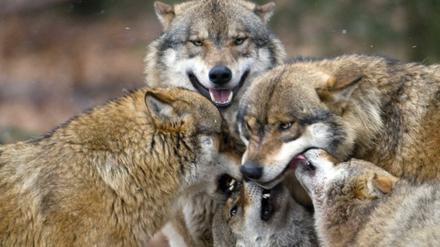 Alle für einen: Künftig sollen nicht nur Wölfe, die Nutztiere gerissen haben, getötet werden, sondern auch ihre Rudelmitglieder. 