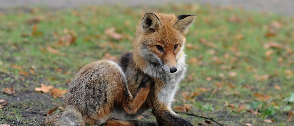 So friedlich und unversehrt wie dieses Tier, war der Fuchs am Montagnachmittag am Lichtenrader Damm nicht. 