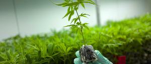 Zwei Berliner Firmen dürfen medizinisches Cannabis anbauen.