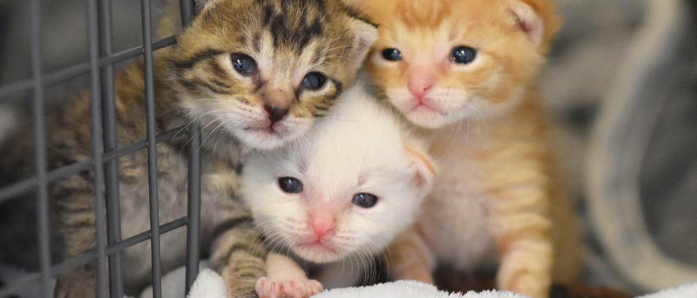 Gerettet: Drei Katzenbabys im Tierheim Berlin.