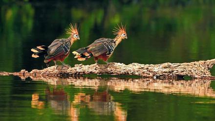 Wasservogel. Hoatzine leben in Venezuela, immer in der Nähe von Flüssen.