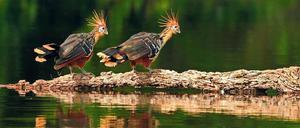 Wasservogel. Hoatzine leben in Venezuela, immer in der Nähe von Flüssen.