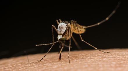 Mücken übertragen die Erreger des Malaria-Fiebers. Die Folgen ihrer Ausrottung mittels Gene-Drives wird kontrovers diskutiert.