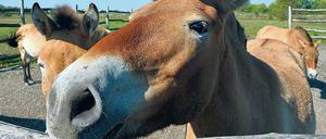 Zum Anfassen. In Pankow kann man auf Wildpferde treffen.