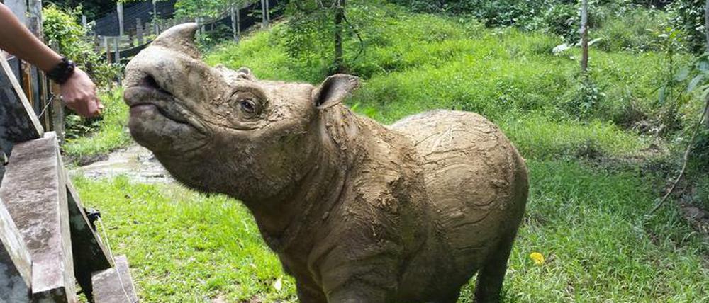 Das Sumatra-Nashorn "Tam" war der letzte männlicher Vertreter seiner Art. Fortpflanzungsversuche mit anderen Rhinos blieben erfolglos.