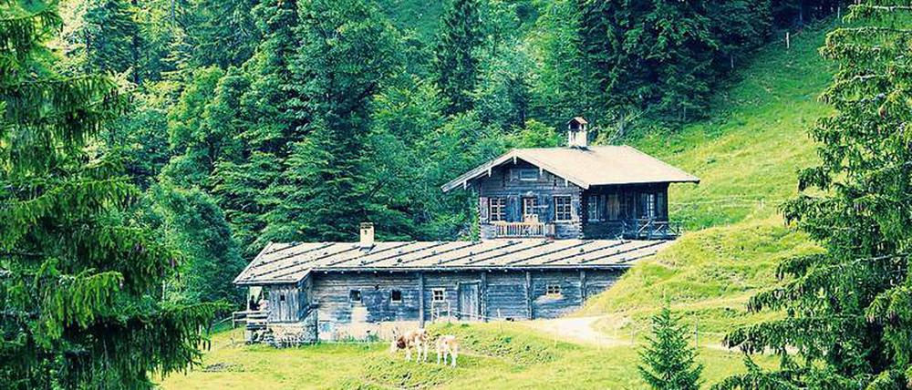 Hoch hinauf. In den bayerischen Bergen gibt es heute rund 1400 Almen, auf denen die Jungrinder grasen.