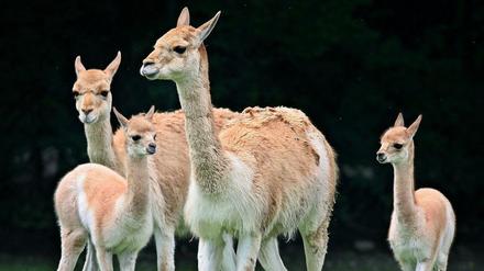 Vikunjas leben normalerweise auf Höhen zwischen 3000 und 5000 Metern und sind durch übermäßige Jagd fast ausgerottet.