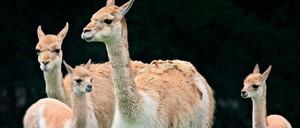 Vikunjas leben normalerweise auf Höhen zwischen 3000 und 5000 Metern und sind durch übermäßige Jagd fast ausgerottet.