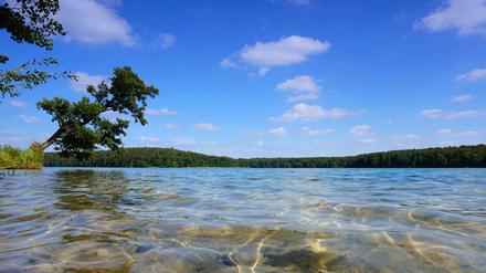 Märkische Lagune. Türkisblaues Wasser, leise plätschernde Wellen, metertiefe Sicht. Am Stechlin lässt sich's durchatmen. 