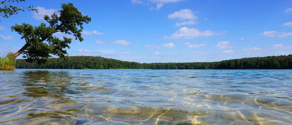 Märkische Lagune. Türkisblaues Wasser, leise plätschernde Wellen, metertiefe Sicht. Am Stechlin lässt sich's durchatmen.