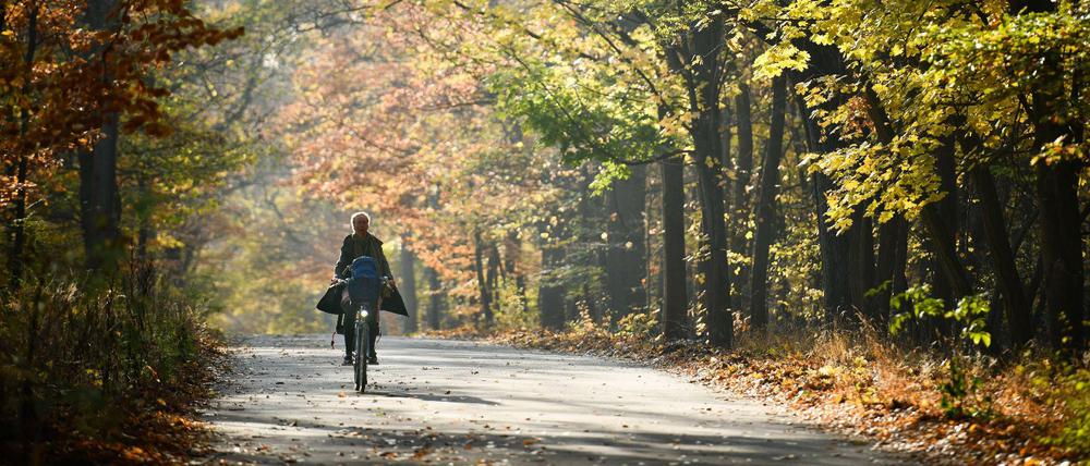 Über den Kronprinzessinnenweg soll ein komfortabler Radschnellweg durch den Grunewald führen.