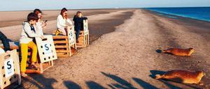 Zum Wasser, in die Tiefe! Die geretteten Seehunde wissen sofort, wo sie hingehören. Die Sandbank wird bald darauf von der Flut überspült.