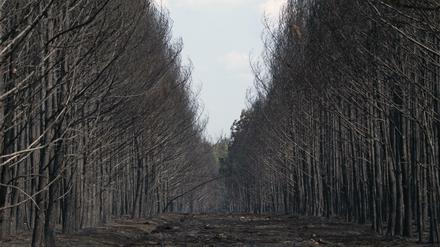 Abgebrannt. Ein Stück Wald in Brandenburg. Das Bild eines Forstes soll Rebreanus Roman inspiriert haben.