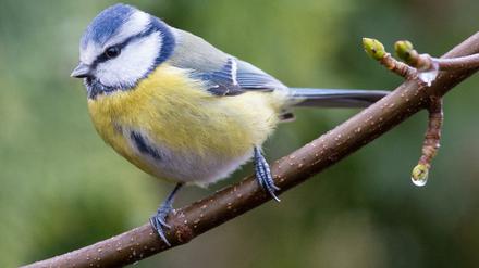 Blockflöte und Vogelgesang wie der der Blaumeise sind nah beieinander. 