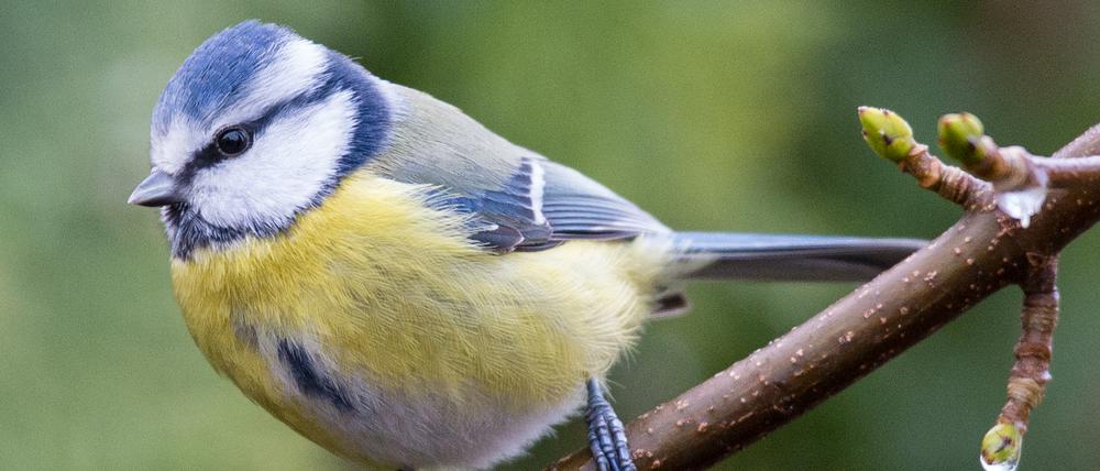Blockflöte und Vogelgesang wie der der Blaumeise sind nah beieinander.