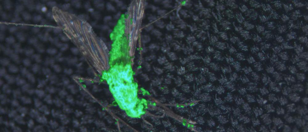 Werden Mücken wie Anopheles gambiae, die Malaria übertragen, mit einem Pilz (Metarhizium pingshaense, hier grün fluoreszierend markiert), sterben sie frühzeitig. Die Vermehrung bricht zusammen und der Malaria-Zyklus wird unterbrochen.