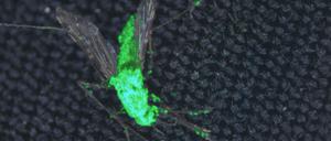 Werden Mücken wie Anopheles gambiae, die Malaria übertragen, mit einem Pilz (Metarhizium pingshaense, hier grün fluoreszierend markiert), sterben sie frühzeitig. Die Vermehrung bricht zusammen und der Malaria-Zyklus wird unterbrochen.