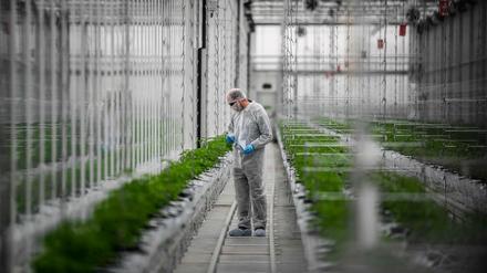 Plantage des Cannabis-Produzenten Tilray in Portugal