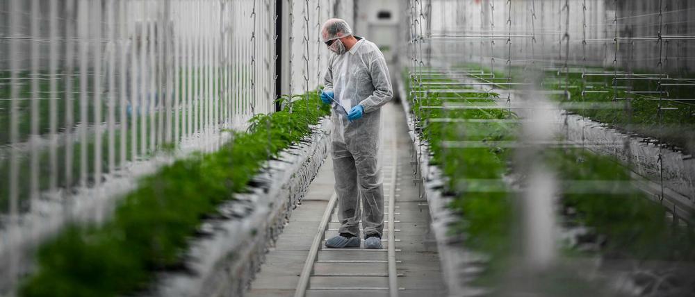 Plantage des Cannabis-Produzenten Tilray in Portugal