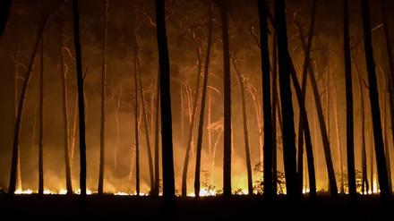 Waldbrand in der Nähe von Jüterbog. In Brandenburg waren seit Beginn der Woche mehrere Waldbrände ausgebrochen.