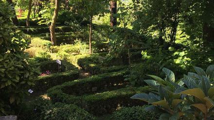 Manche Pflanzen in dem Botanischen Garten wachsen dort seit der Gründung durch Alfred Heilbronn im Jahr 1935.