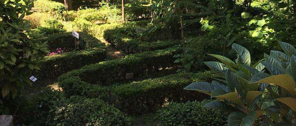 Manche Pflanzen in dem Botanischen Garten wachsen dort seit der Gründung durch Alfred Heilbronn im Jahr 1935.