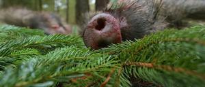 Die Jagd mit Pfeil und Bogen auf Wildschweine sollte ursprünglich im Juni in den Gemeinden Stahnsdorf und Kleinmachnow (Potsdam-Mittelmark) beginnen.