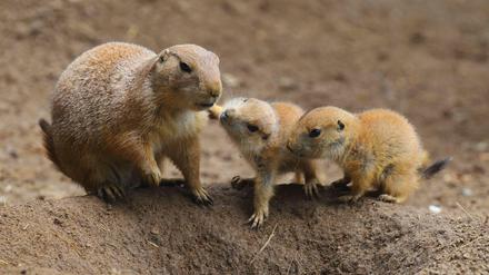 Präriehunde ähneln Erdmännchen. Die Jungtiere wollen unterhalten werden.