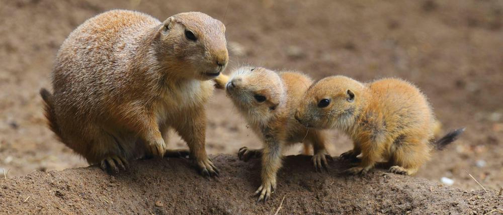 Präriehunde ähneln Erdmännchen. Die Jungtiere wollen unterhalten werden.