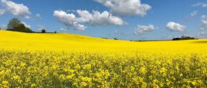 Mecklenburg. Wäre doch schade, wir hätten auf dem Weg zur Ostsee keinen Stopp eingelegt.