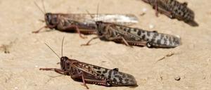 Sardinien kämpft mit Heuschrecken (hier ein Archivbild aus Israel).