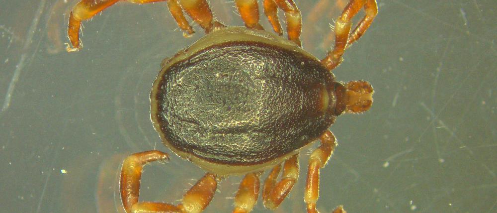 Eine Hyalomma-Zecke, aufgenommen durch ein Mikroskop.