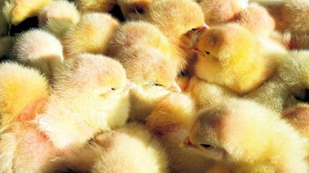 Sie dürfen weiterhin geschreddert werden: Männliche Küken.