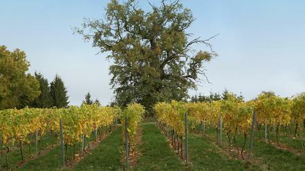 Hausberg: Die Weinlage "Eichenberg" direkt vor Schloss Rattey. Hier wachsen Rebsorten wie Regent, Huxelrebe und Phoenix.