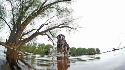 Hund läuft am Tegeler See durchs Wasser.