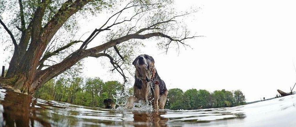 Hund läuft am Tegeler See durchs Wasser.