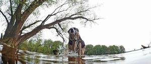Hund läuft am Tegeler See durchs Wasser.