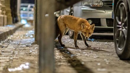 Stadtfuchs Deutschland, Berlin, 31.08.2019, Fuchs, Stadtfuchs, Gleimtunnel, *** Stadtfuchs Germany, Berlin, 31 08 2019, Fuchs, Stadtfuchs, Gleimtunnel,  