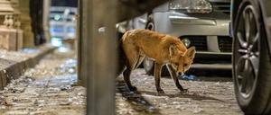 Stadtfuchs Deutschland, Berlin, 31.08.2019, Fuchs, Stadtfuchs, Gleimtunnel, *** Stadtfuchs Germany, Berlin, 31 08 2019, Fuchs, Stadtfuchs, Gleimtunnel,  