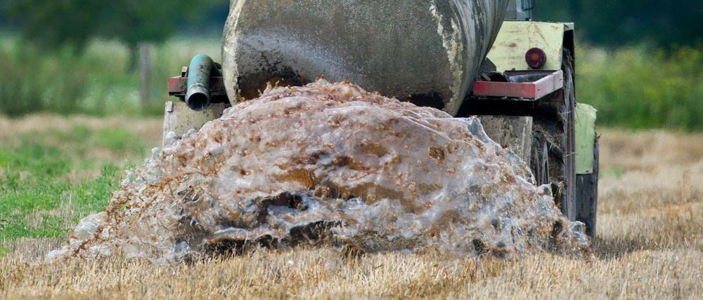 Ein Bauer beim Ausbringen von Gülle auf einem Feld im Oderbruch.