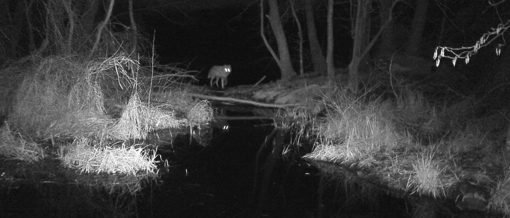 Auf den Wolf gekommen. Der RBB geht gegen Spaltungstendenzen in der Gesellschaft an und hat sich für den Bürgertalk in Brandenburg eines tierischen Aufregers (hier in Töplitz) angenommen.