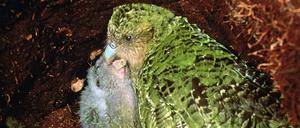 Auf Codfish Island vor Neuseeland lebt eine der letzten Kakapo-Papageien-Kolonien. Dort gibt es keine Ratten oder andere Säugetiere, die den hilflosen Vögeln auf den Hauptinseln, wo es sie schon lange nicht mehr gibt, zum Verhängnis wurden.
