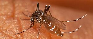 Das Chikungunya-Virus wird durch Tigermücken wie Aedes albopticus übertragen, die vereinzelt auch in Deutschland vorkommen.