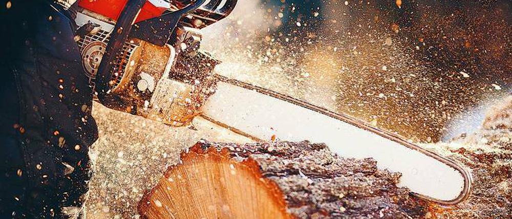 Mehr als Holzabfall: Sägespäne könnten wertvolle Rohstoffe für die Industrie liefern.