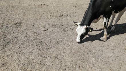 Der große Hunger: Wenn das Gras vertrocknet, können Landwirte nicht genug Heu für ihre Tiere ernten. 
