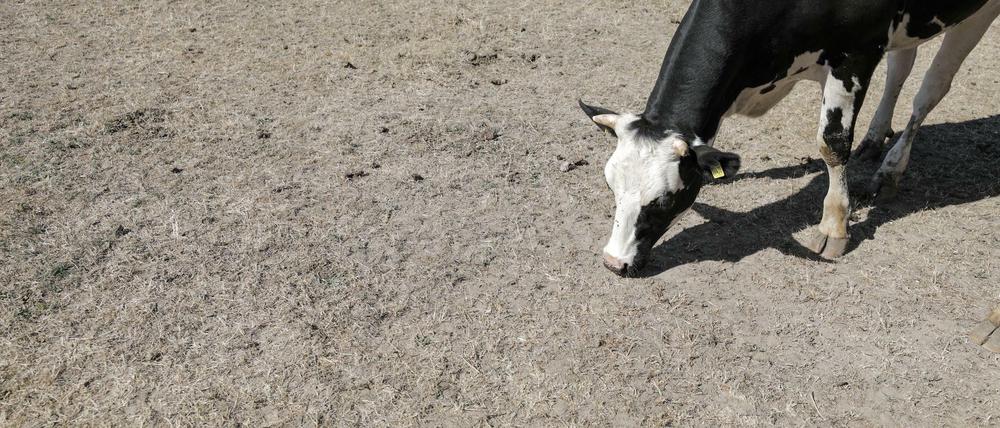 Der große Hunger: Wenn das Gras vertrocknet, können Landwirte nicht genug Heu für ihre Tiere ernten.
