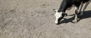 Der große Hunger: Wenn das Gras vertrocknet, können Landwirte nicht genug Heu für ihre Tiere ernten. 