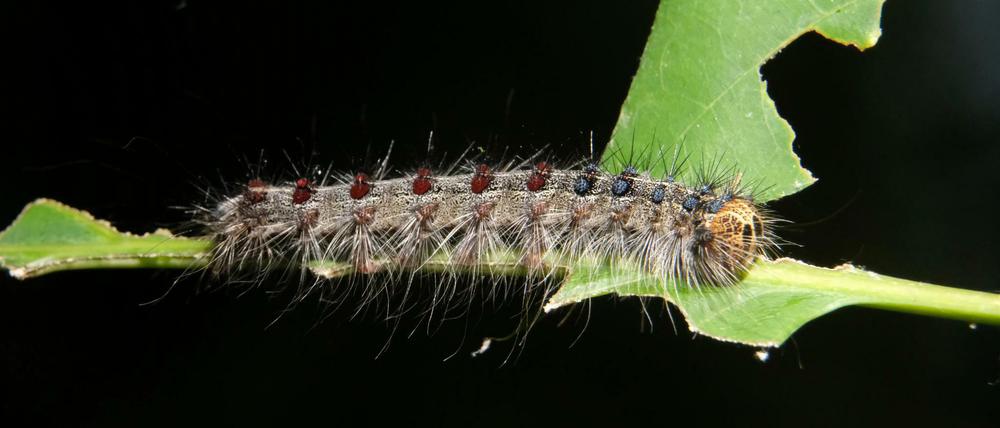 Durch die Wärme vermehren sich die Schwammspinner-Raupen rasant.